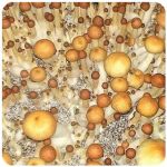 Псилоцибиновые (галлюциногенные)  грибы Psilocybin "Golden Teacher" в Калачинске