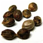 Семена марихуаны АК-47  (Seeds AK-47) в Калачинске
